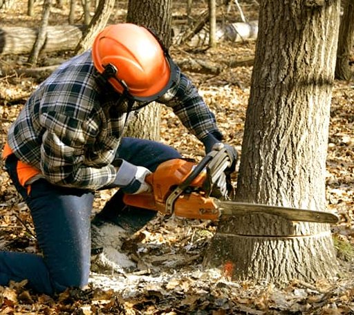 Tree Removal in Cuba, NY